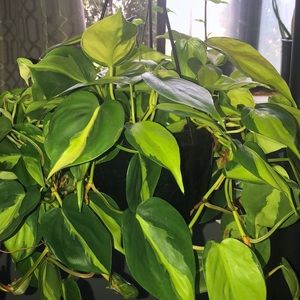 4 Brazil Pothos Plant cutting
